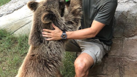 蓬蓬头闯动物园！路易斯喂熊撸虎还被长颈鹿“调戏”