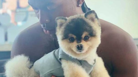 名将与爱犬奇迹重逢，悬赏归巢的温情时刻